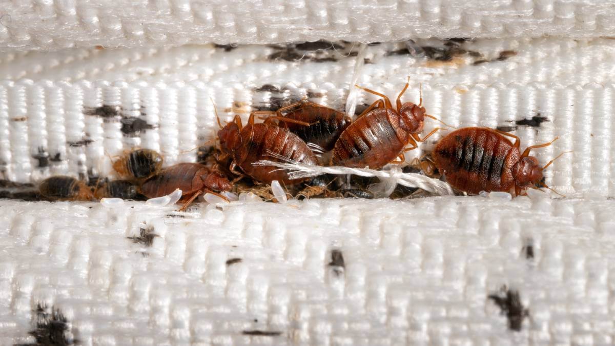 Bed bug infestation