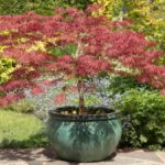 Beautiful maple in a pot
