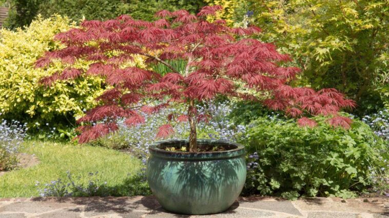 Beautiful maple in a pot
