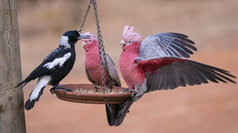 A baby magpie and two galahs on a bird feeder