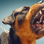 what are the dangerous dog breeds