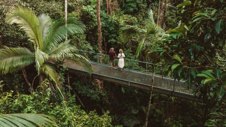 Queensland's Daintree rainforest