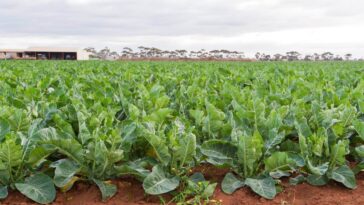 Australian cabbage farm