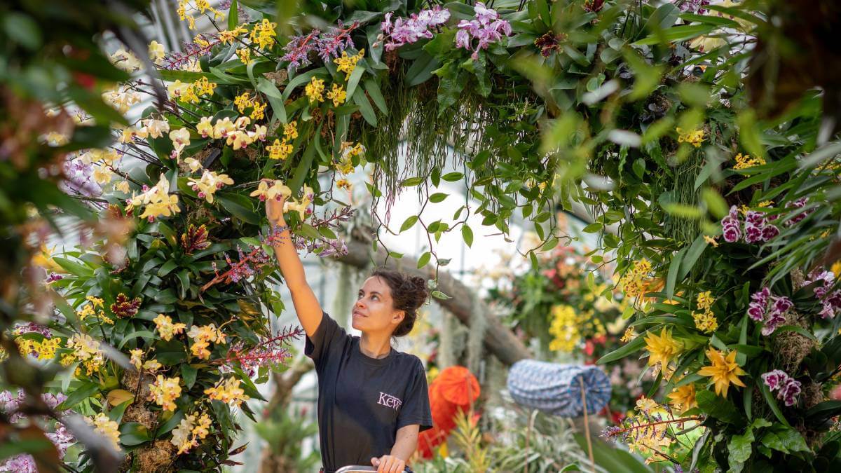 A gardener looking after some orchids