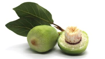 Bush food Kakadu plum