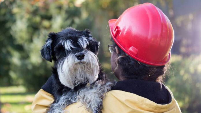 Emergency worker holding a dog