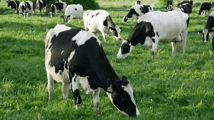 Holstein-Friesian cows grazing in a lush, green field, near Moss Vale, New South Wales, Australia