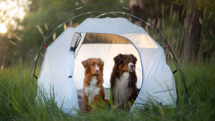 Dogs camping