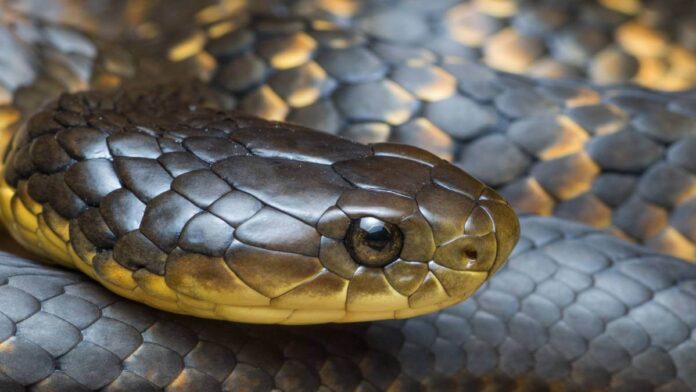 Australian tiger snake
