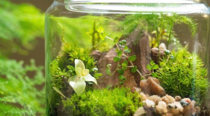 Five easy terrarium plants for beginners | YourLifeChoices