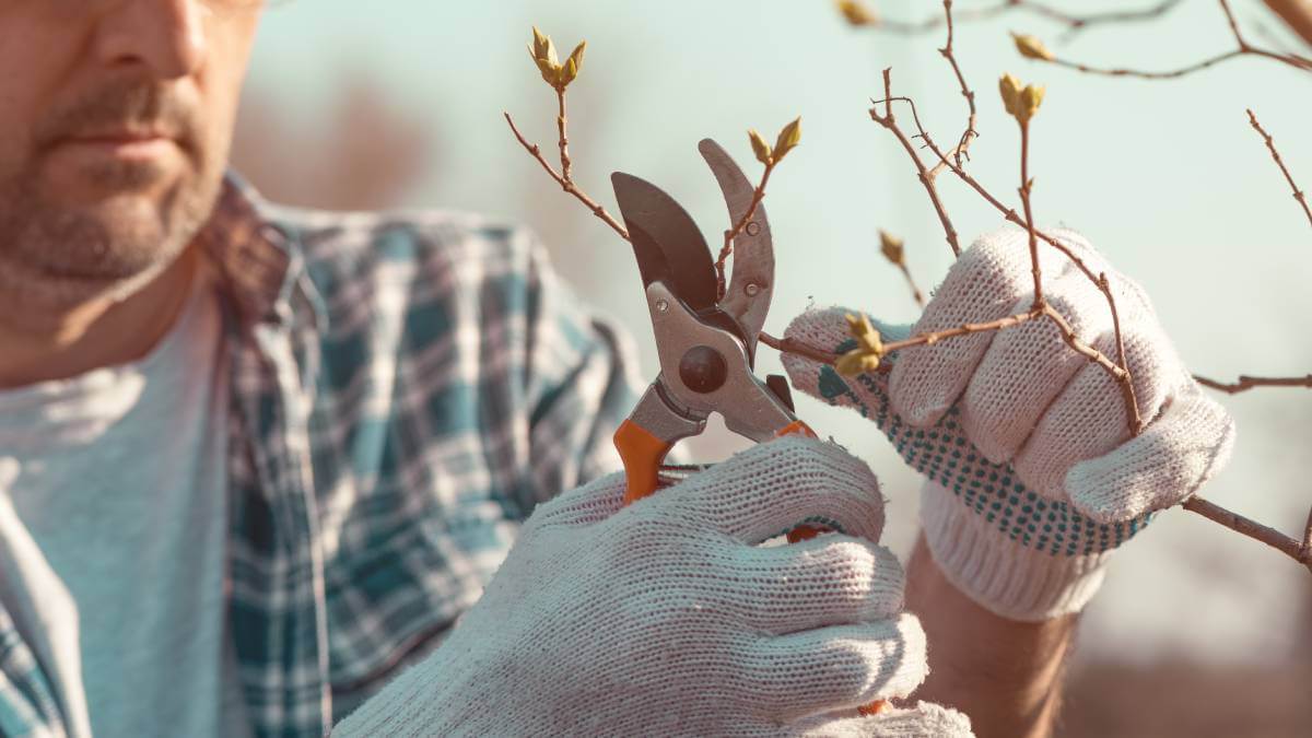 The Gardening Australia guide to winter pruning | YourLifeChoices