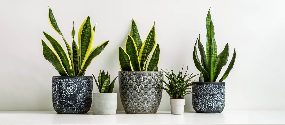 Four hard to kill indoor plants | YourLifeChoices
