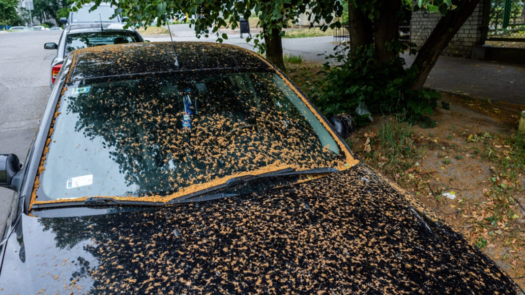 Don’t be a sap. Tree sap damage can be serious | YourLifeChoices