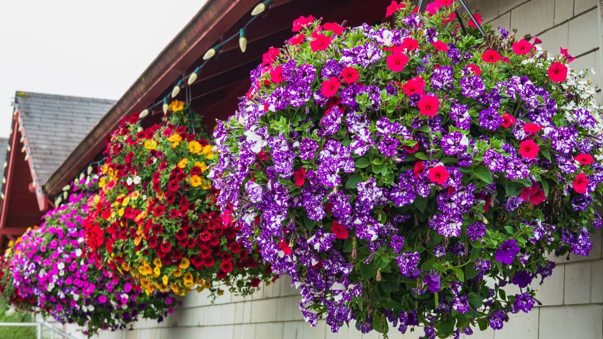 How to create the most beautiful hanging basket for summer