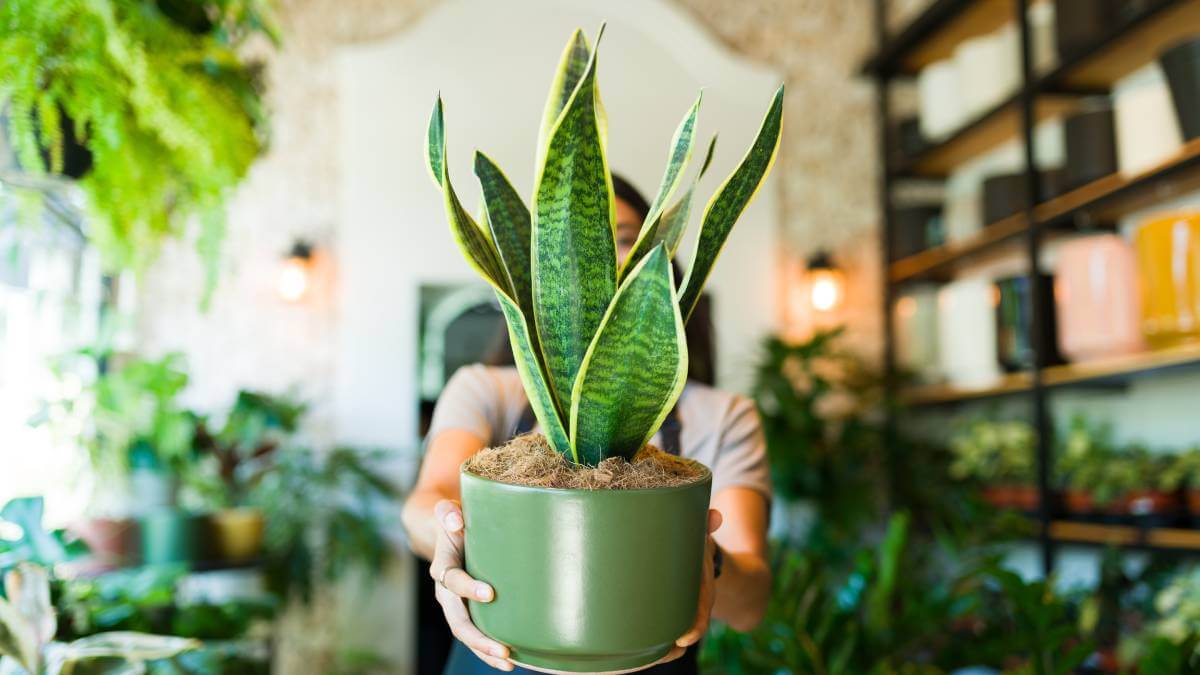 How to propagate indoor plants YourLifeChoices