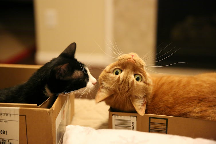 Two cats in cardboard boxes with a black tuxie sniffing a ginger cat.