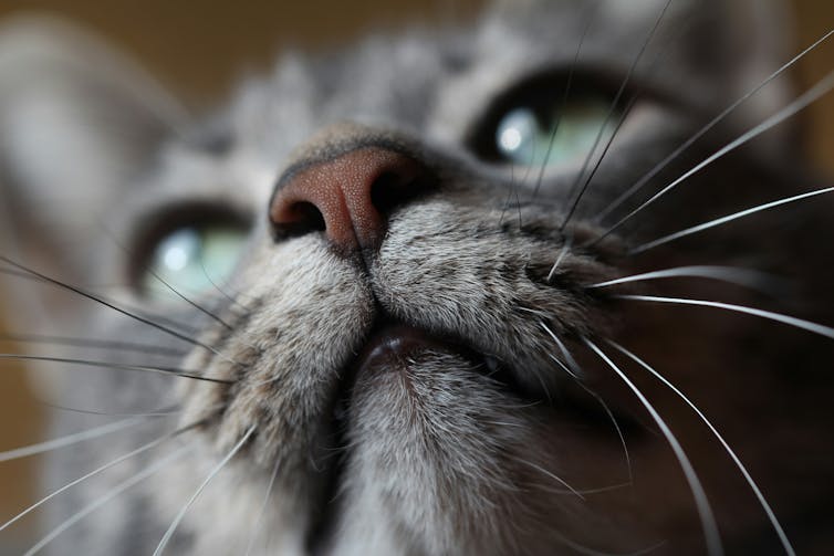 Close-up of the amber nose of a silver tabby cat.