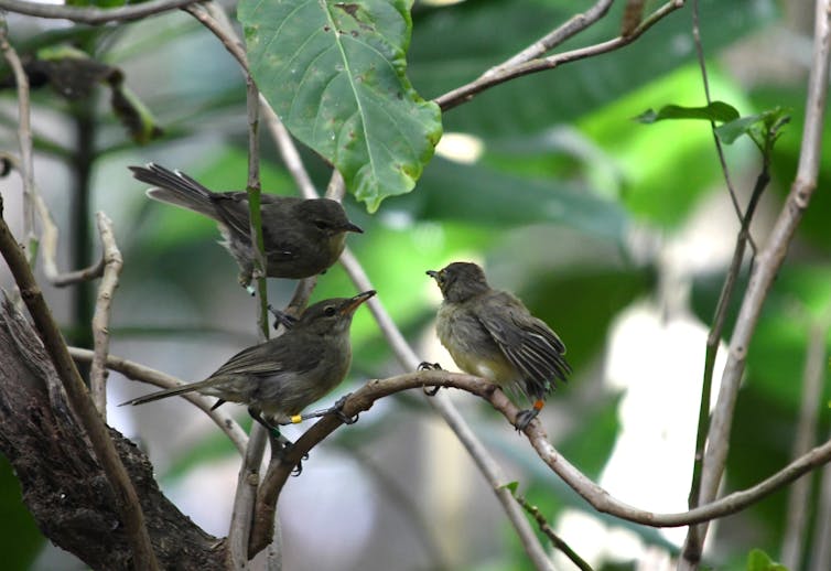 Two adult Seychelles warblers tending to a fledgling