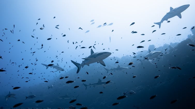 Sharks and other fish swim above a coral reef.