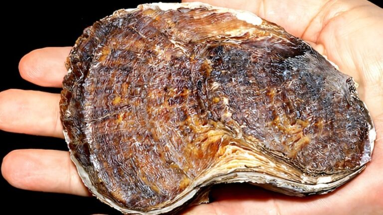Giant invasive oyster species spreads through Queensland waters ...