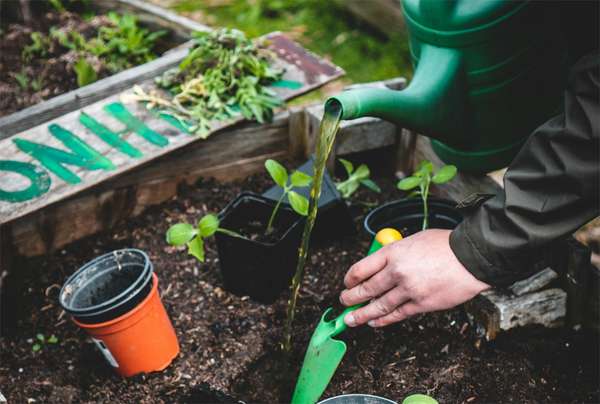 Spring gardening starts here: Top vegetable seeds to plant this season