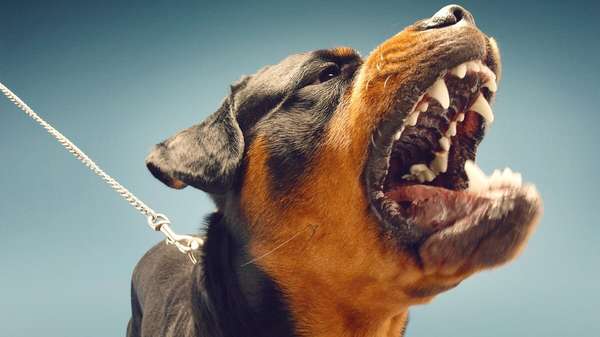 Senior citizen, police officer among four injured in vicious dog attack
