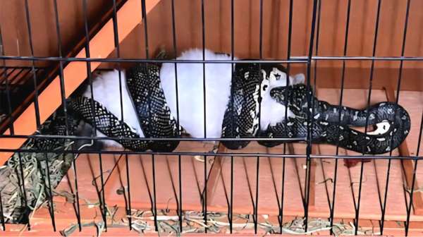 Snake season is here! Protect your pets before it’s too late ...