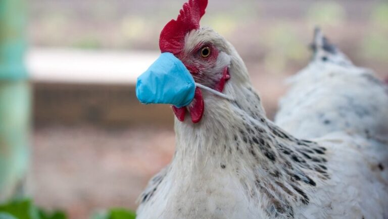 Australia remains the last mainland free as bird flu spreads globally ...
