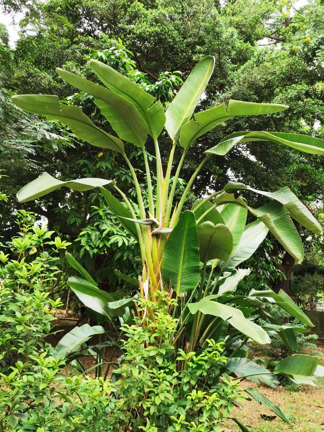 Think this plant looks lovely? It could destroy your backyardand your  budget | YourLifeChoices