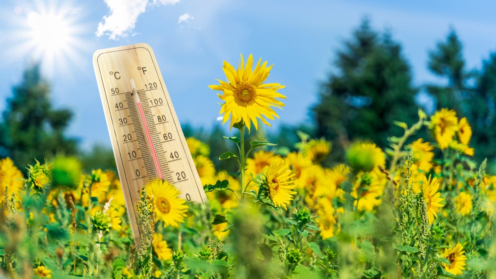 Prepare now: Experts warn of another intense heatwave this week ...