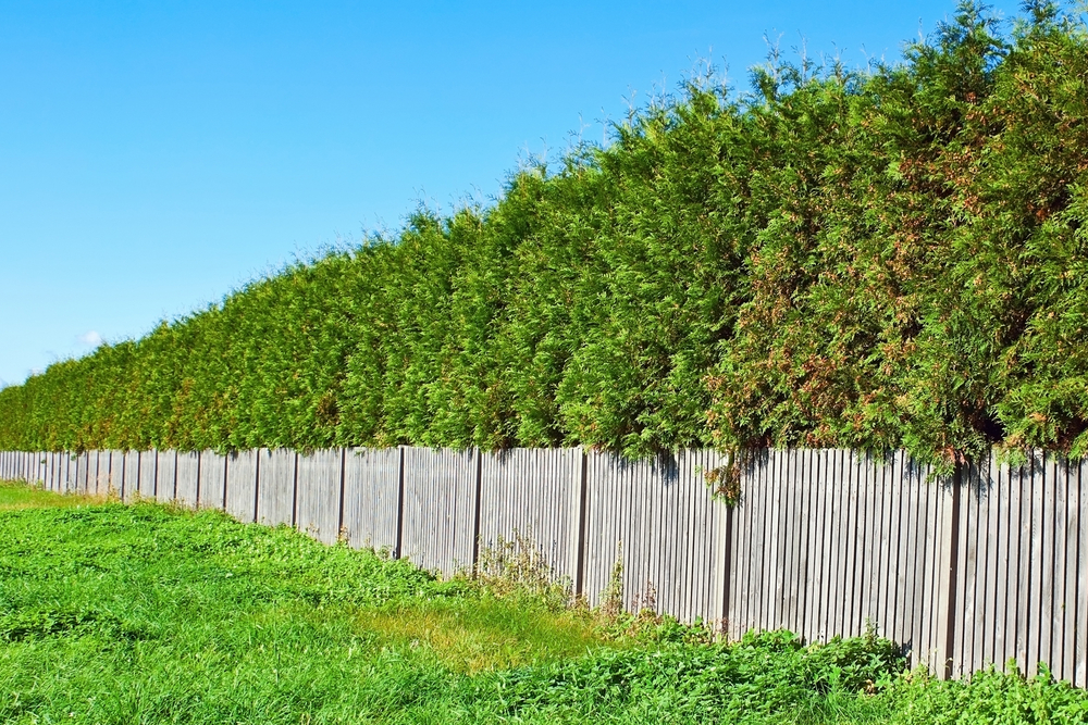 Transform your yard: Three plants block views better than hedges ...