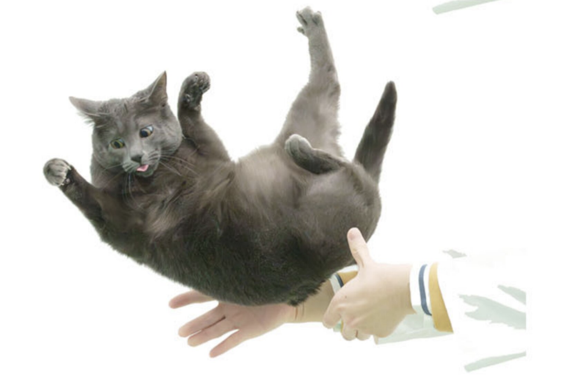 The mystery of cats landing on their feet is finally solved ...