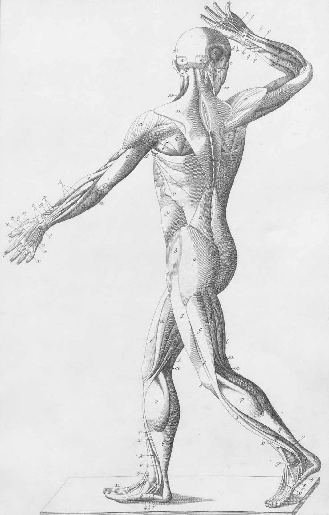 Scientists Debunk Six stubborn myths about your body that science has well and truly ...