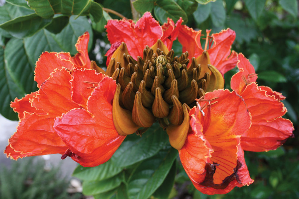 Flump Tree Check In Backyard checks encouraged as fast‑spreading tree threatens native ...