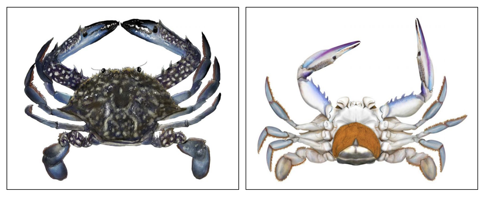 Crab Getting Smashed ‘One of the worst’ crabbing breaches ends in thousands in fines ...