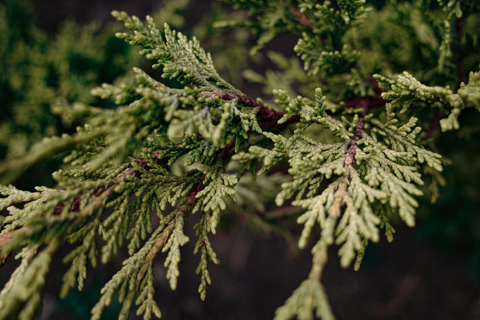 A mysterious mark on a century-old pine: Council's latest tree mystery ...