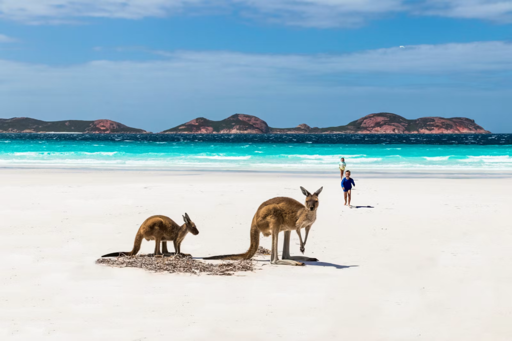 Hitting A Roo Hit a roo and drive off? That could cost you $5,500 in one state ...