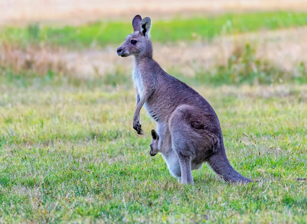 Hitting A Roo Hit a roo and drive off? That could cost you $5,500 in one state ...