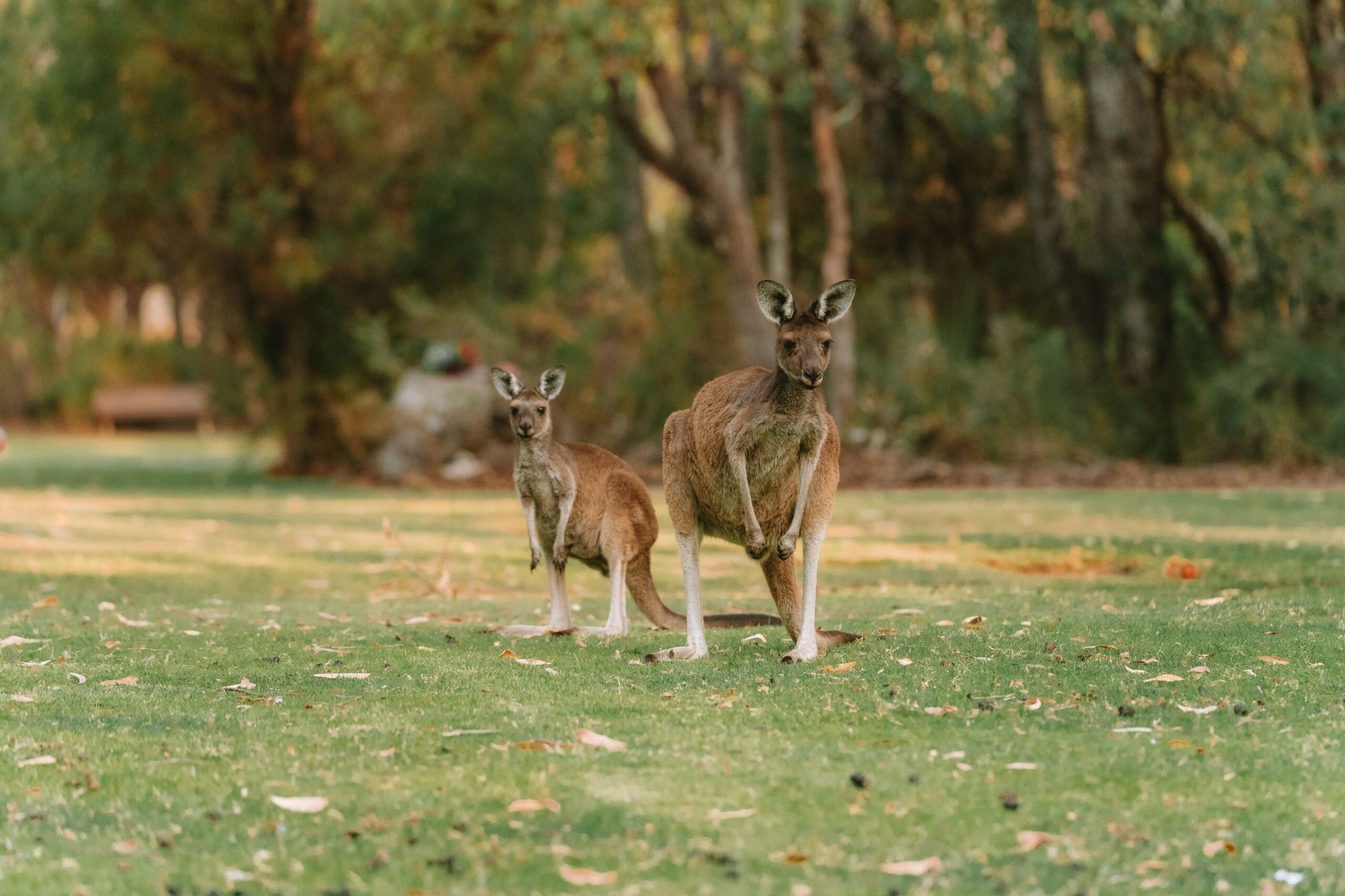 Hitting A Roo Hit a roo and drive off? That could cost you $5,500 in one state ...