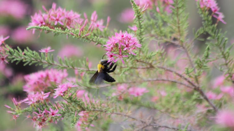 How will Australian native bees cope with climate change? Their nests ...