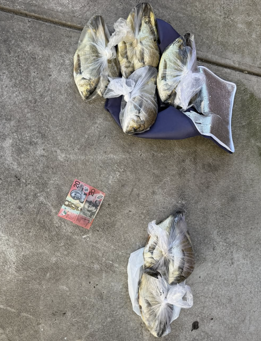 Shopping trolley discovery sparks probe into alleged illegal catch sale ...