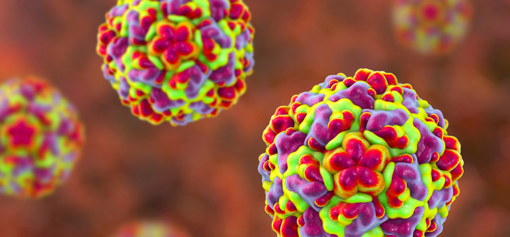 Molecular model of rhinovirus, the virus that causes common cold