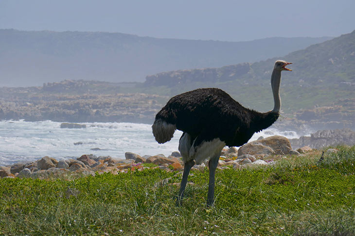 ostrich foraging along the coast of the cape of good hope