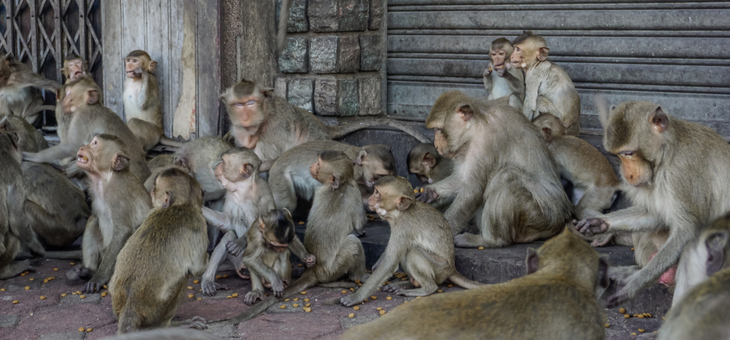 Not so cute now: monkeys terrorise tourist-free town
