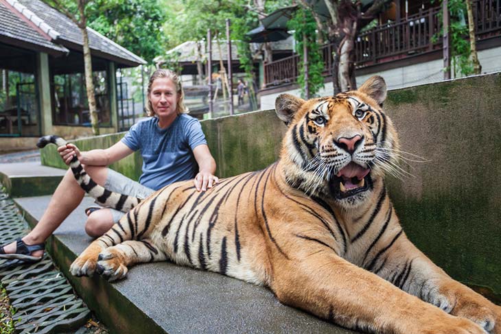 man touching a tiger at the tiger temple in thailand