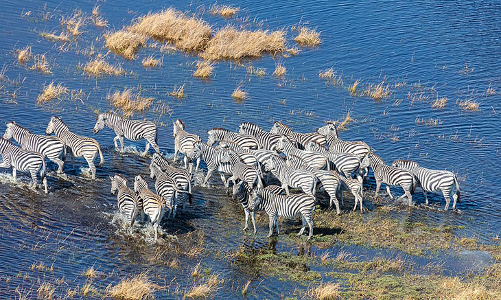 zebra migration in botswana