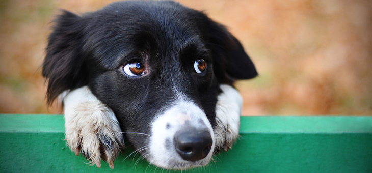 Eight things we do that really confuse our dogs