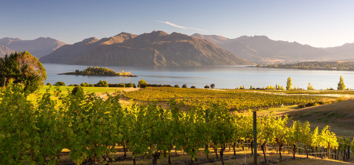 Cheers to the first 200 years of New Zealand wine