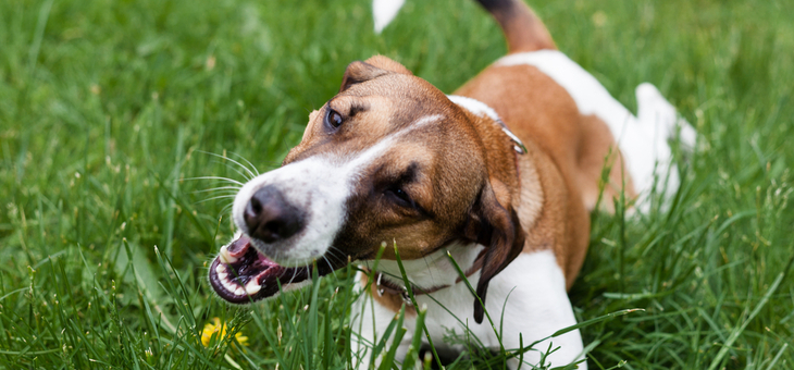Why do dogs eat grass? Should you stop them?