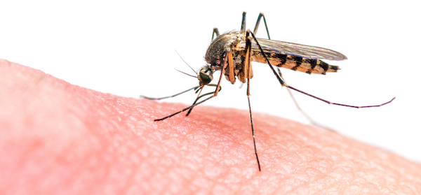 mosquitoes spread the zika virus